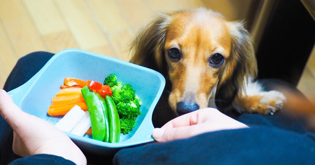 犬に野菜は必要？おすすめの野菜や与える際の注意点をチェック！ - saesa