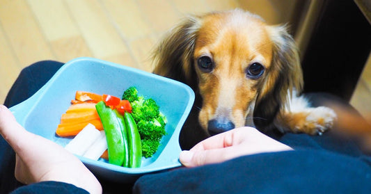犬に野菜は必要？おすすめの野菜や与える際の注意点をチェック！ - saesa