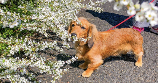 春のゆらぎも健やかに。愛犬の寒さ対策におすすめの野菜と温活アイディア