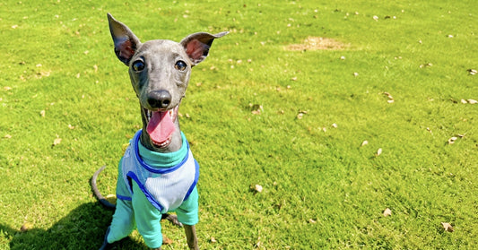 愛犬の夏バテ、体調管理に“腸活”？おすすめの野菜や毎日の注意点とは