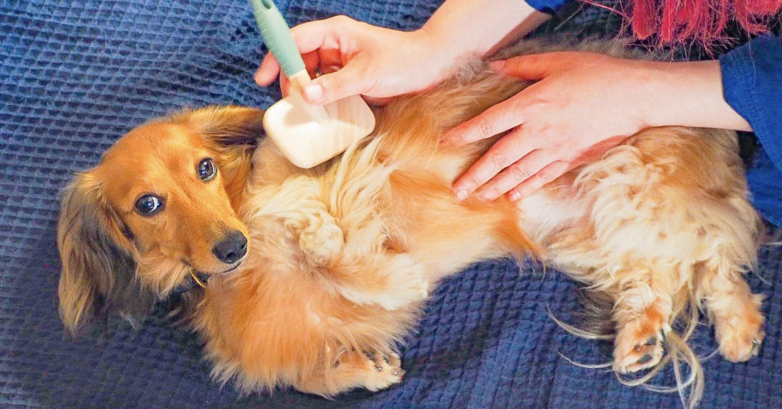 梅雨の皮膚トラブルに備えて。愛犬におすすめの野菜や毎日の被毛ケア