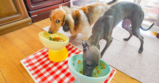 愛犬と目指すヘルシーな生活。お悩み別のおすすめ野菜に注目！